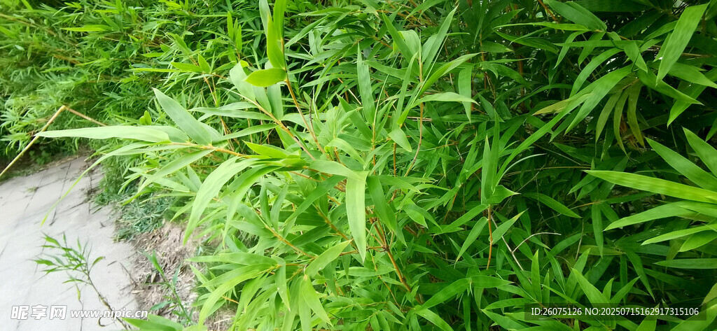 野外繁茂的绿色植物