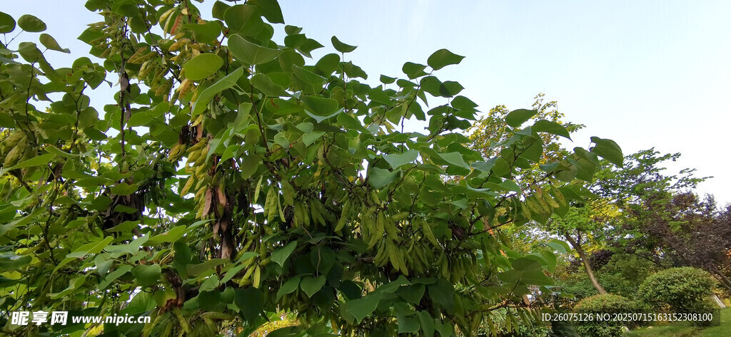 繁茂绿树洋槐豆荚景观