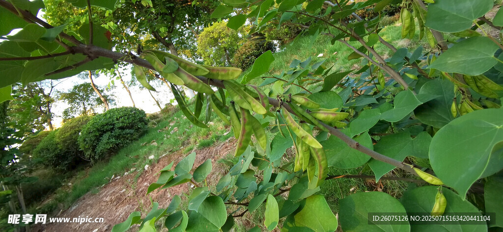 绿叶繁茂的洋槐景观