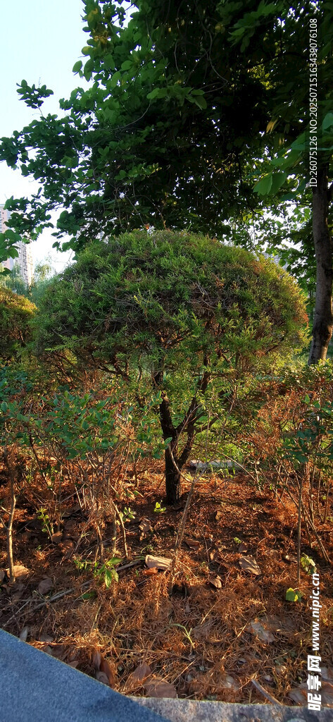秋日树林中的多彩植物景观