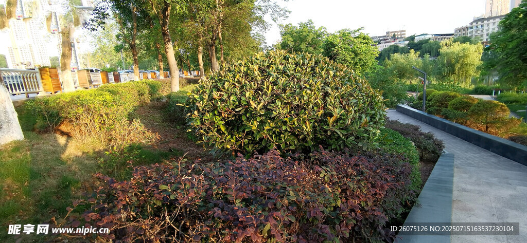 园林景观中的多彩植物