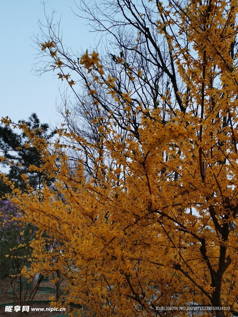 秋日金黄树木美景 