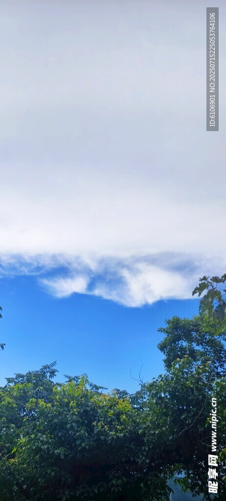 树木和蓝天白云