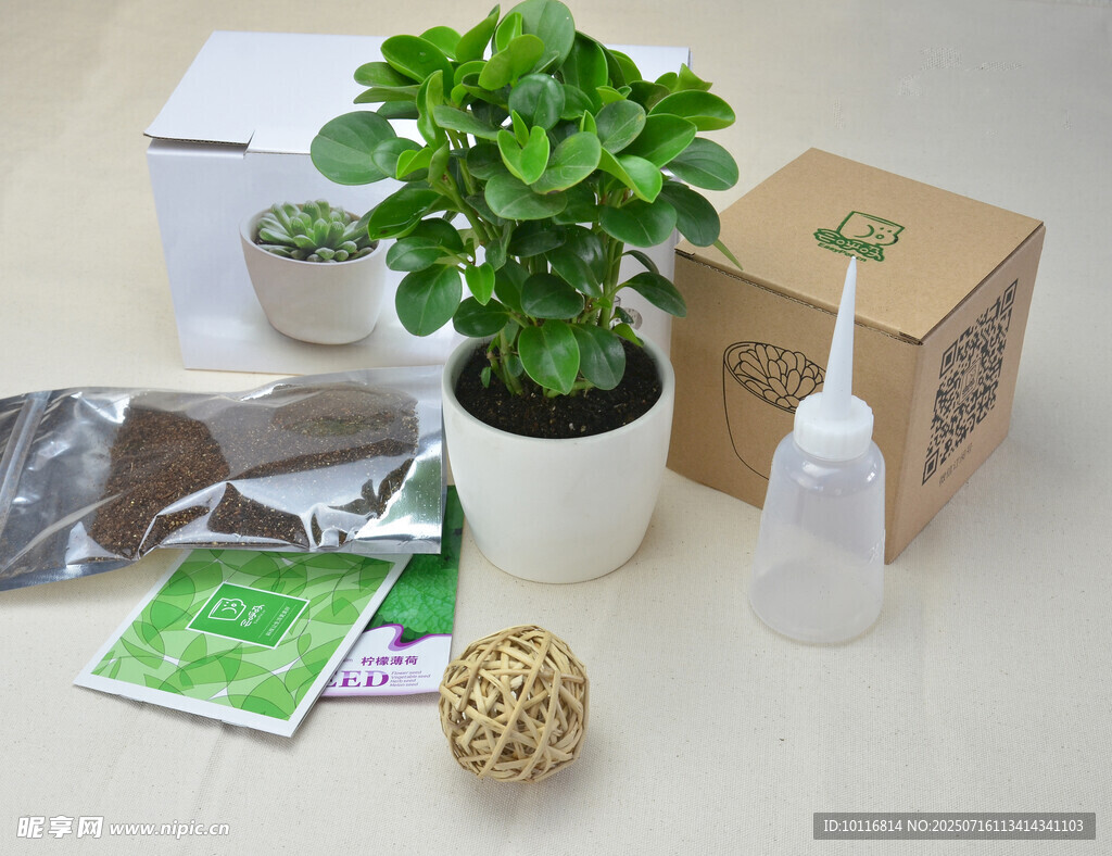 绿植盆栽