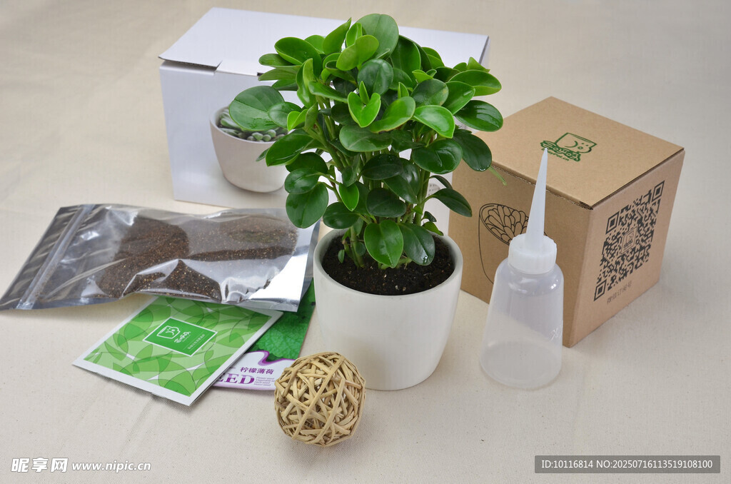 绿植盆栽