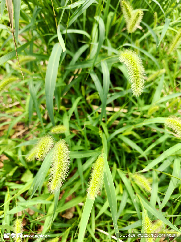 黄绿相间的狗尾巴草