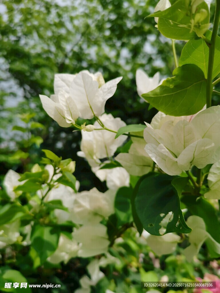 三角梅