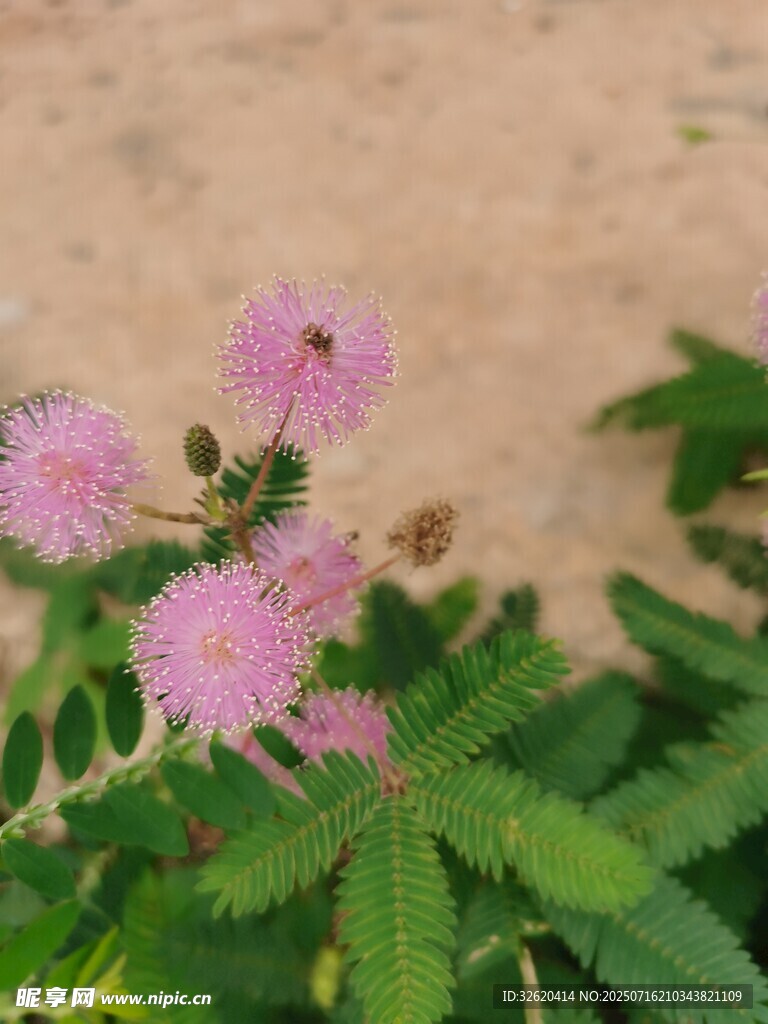 含羞草