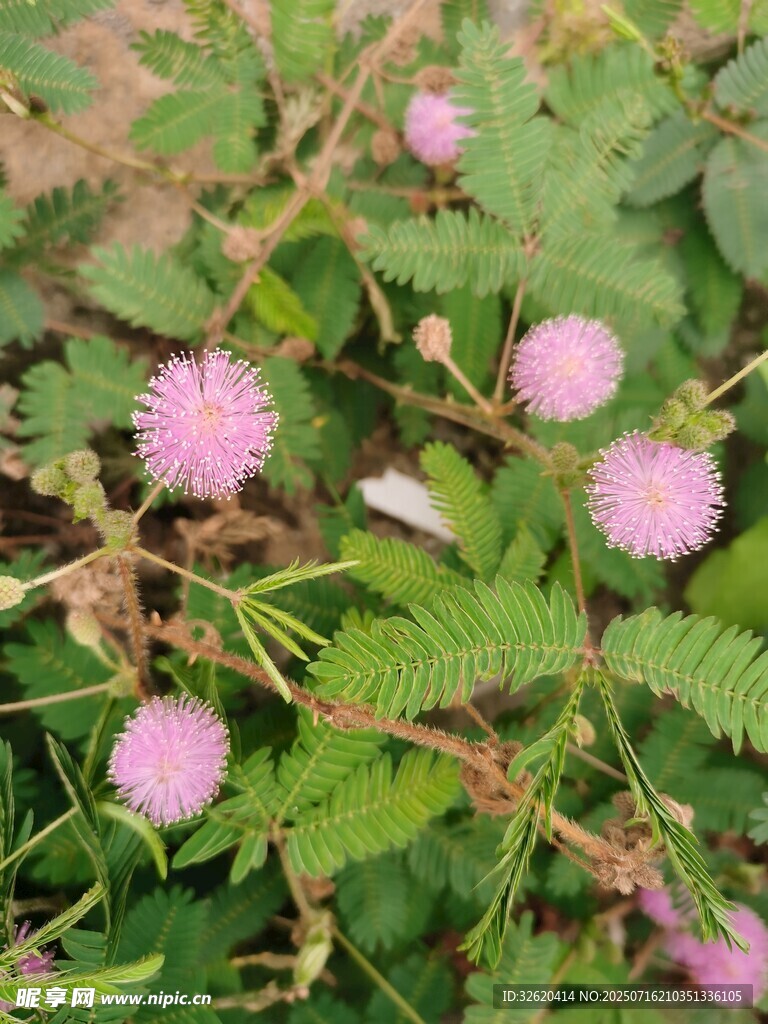 含羞草