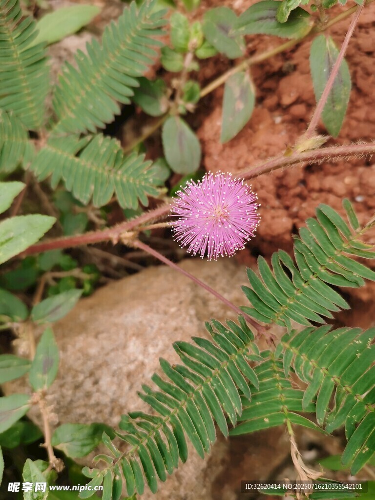 含羞草
