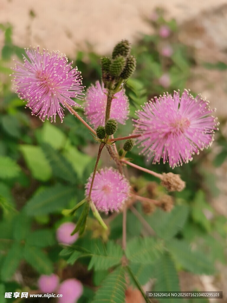 含羞草