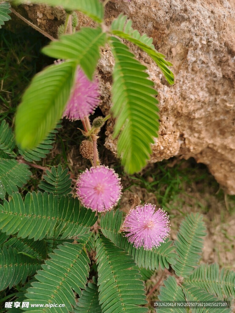 含羞草