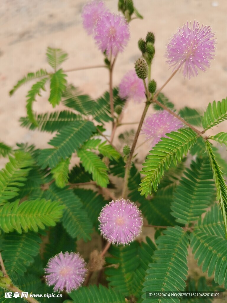 含羞草