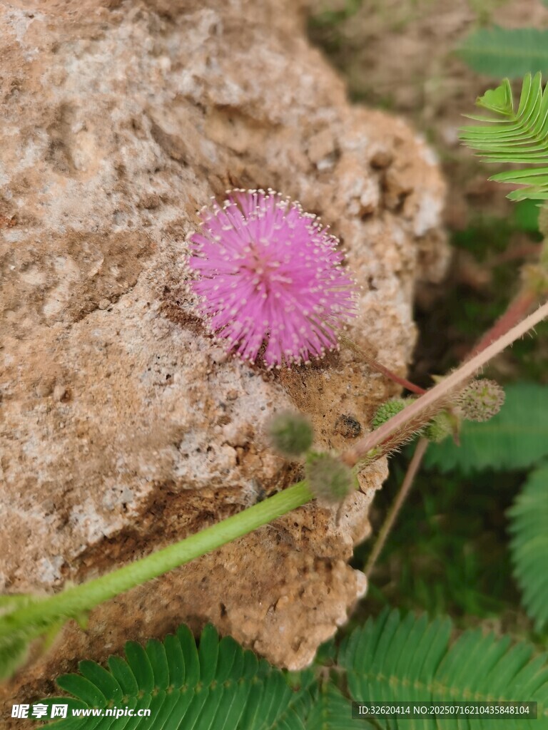 含羞草