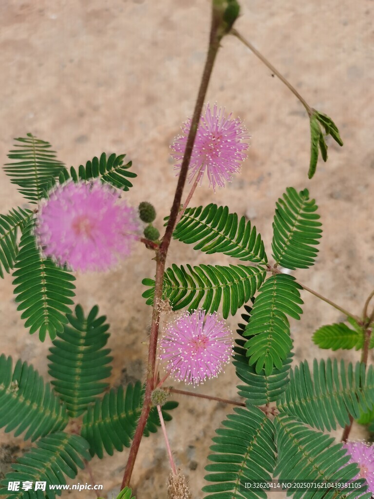 含羞草