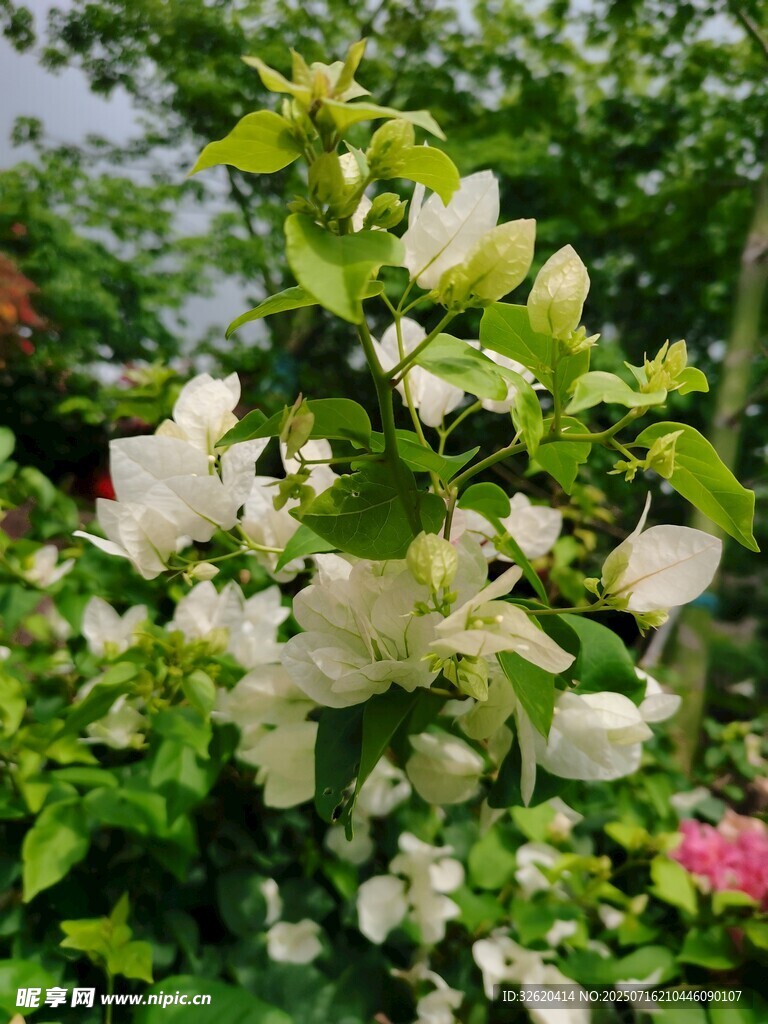 三角梅