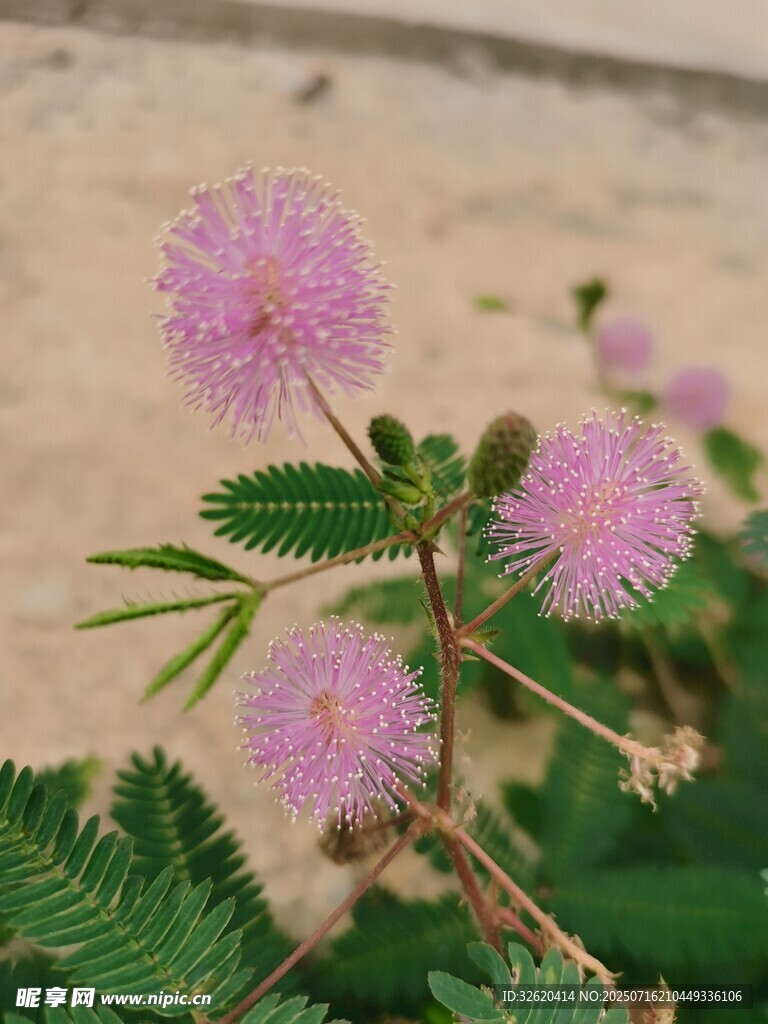 含羞草