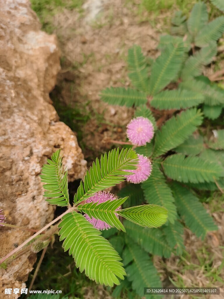 含羞草