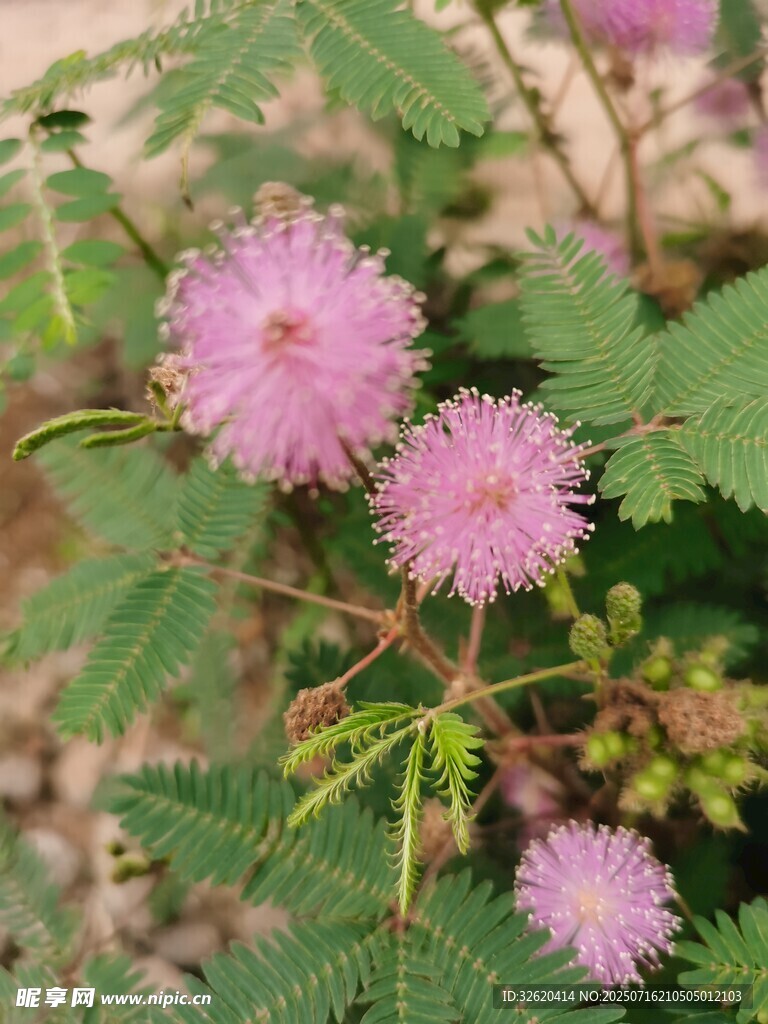 含羞草
