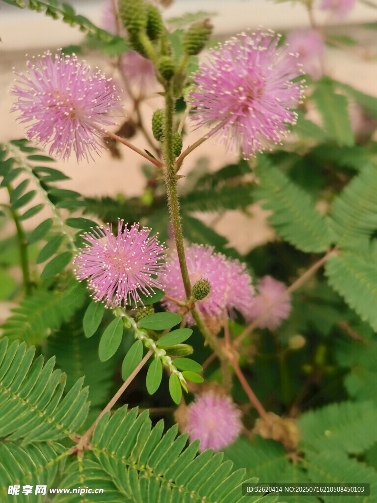 含羞草