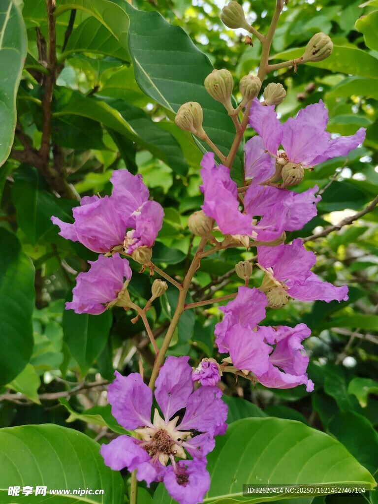 紫薇花
