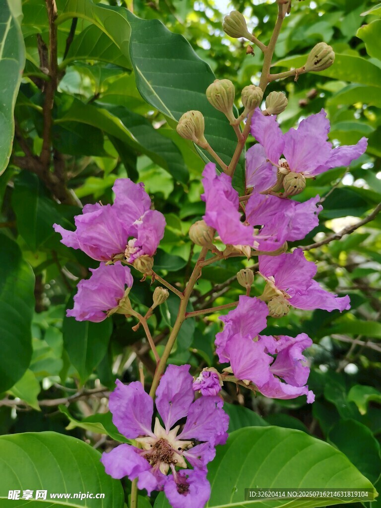 紫薇花