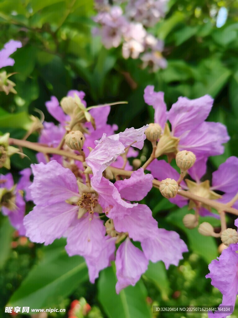 紫薇花