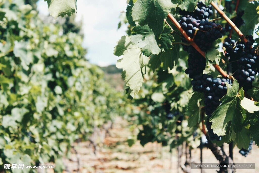 葡萄园中的串串紫葡萄