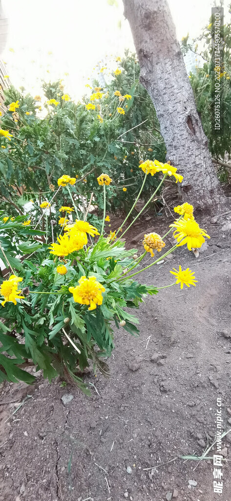 路边绽放的黄色小菊花