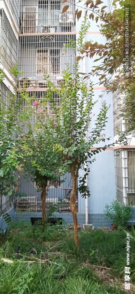 庭院绿植景观