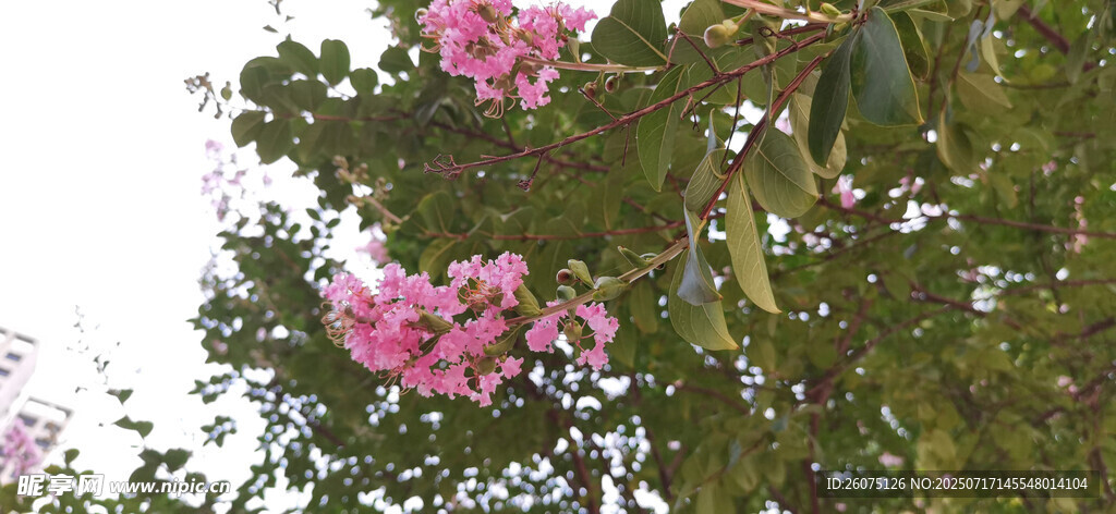 枝头绽放的粉色美丽花朵