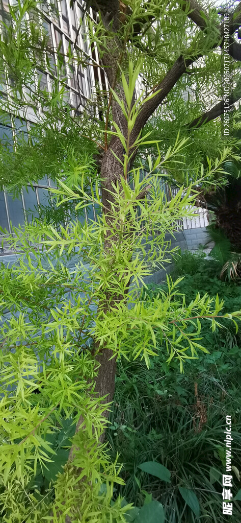 葱郁树林中的生机景象