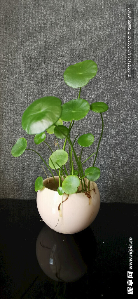 白色花盆中生长的清新绿植