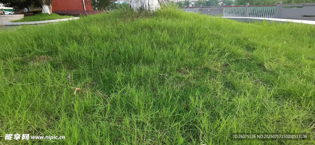 翠绿草地