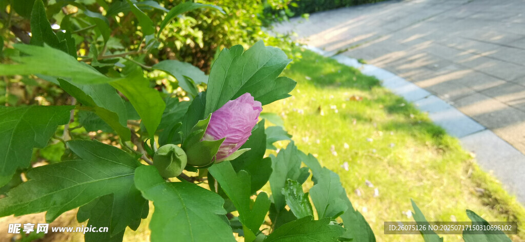 绿叶丛中的娇艳粉花