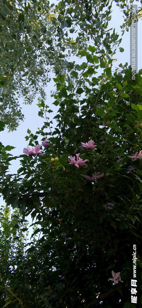 繁花绿树间仰望天空