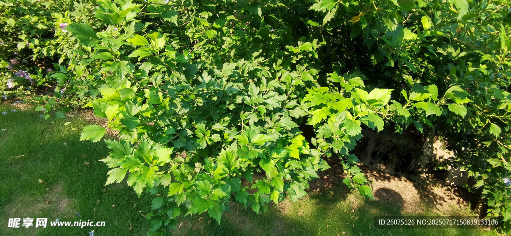 木槿翠绿繁茂的树林一角