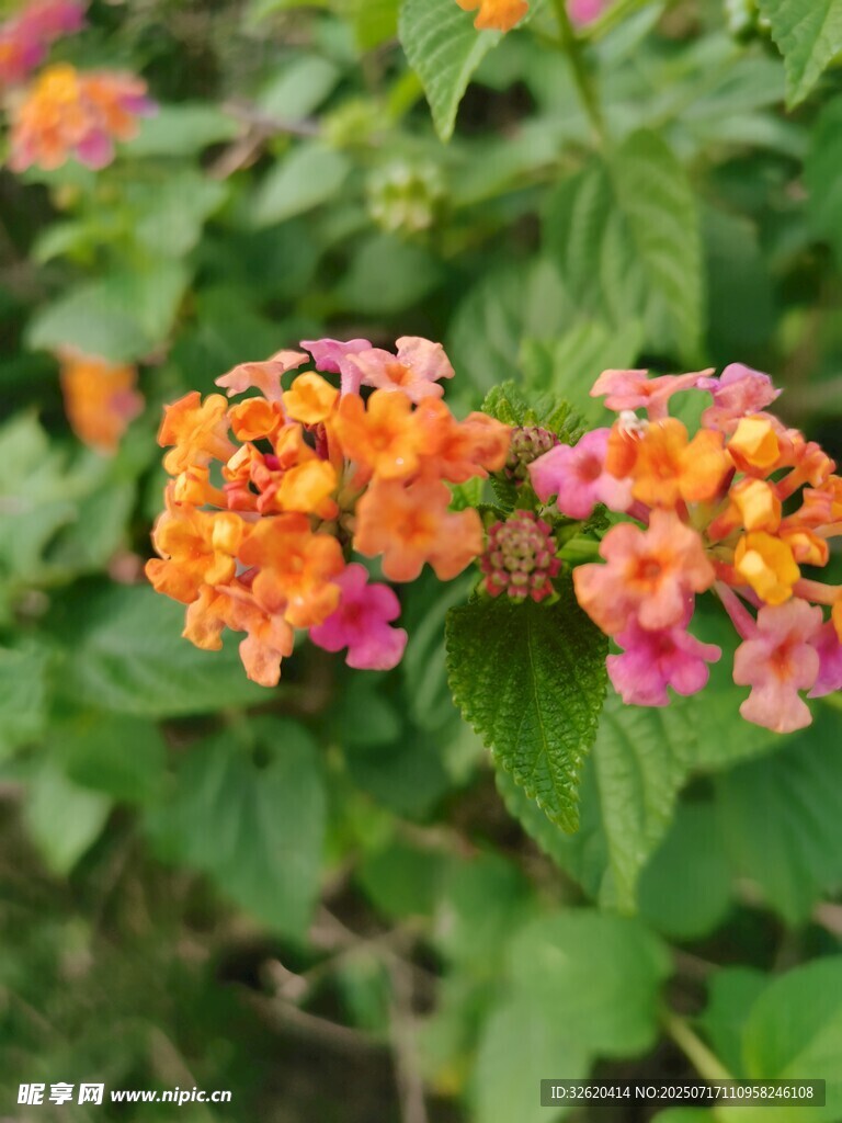 多彩马缨丹绽放