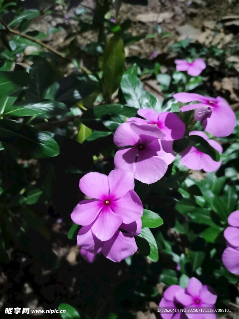 长春花 