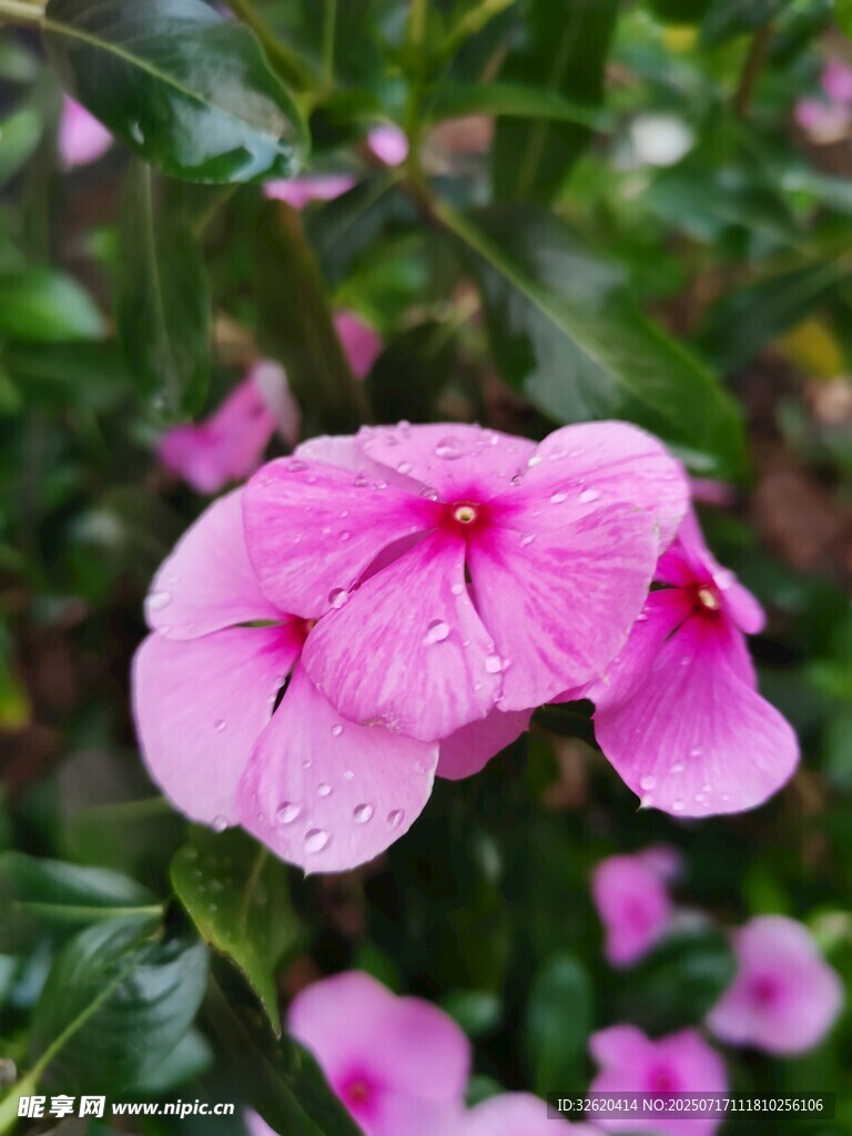 长春花 