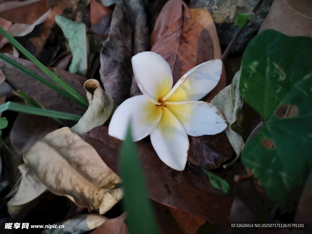 鸡蛋花