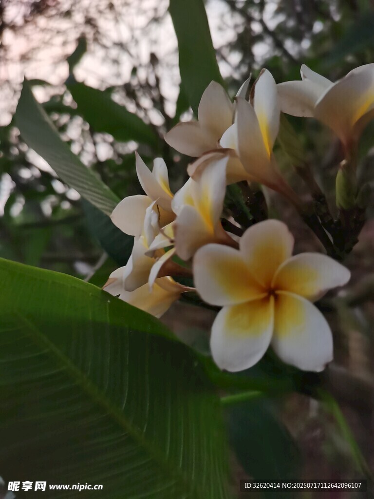 绽放的鸡蛋花