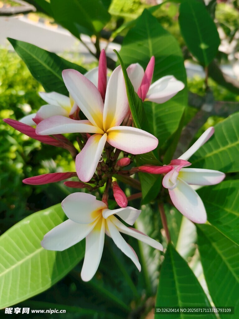 美丽鸡蛋花绽放枝头
