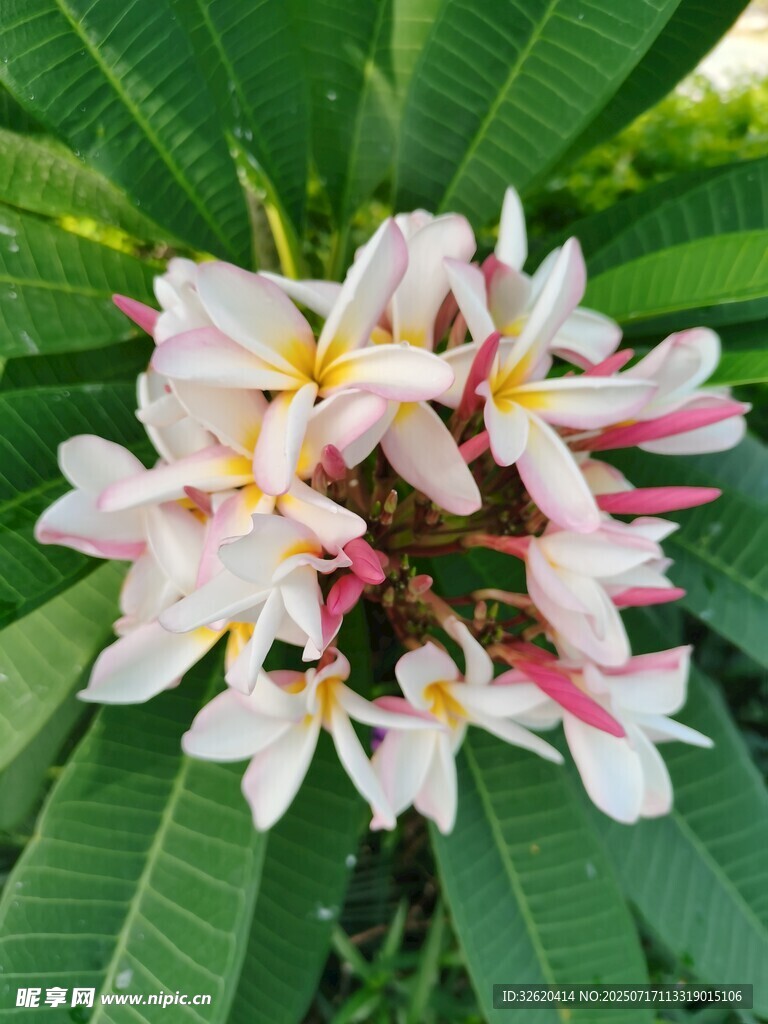 美丽鸡蛋花绽放绿叶间