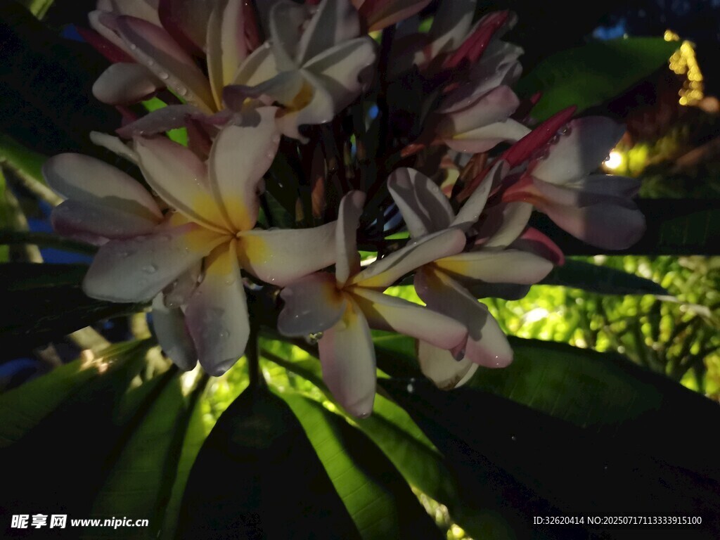 夜间绽放的美丽鸡蛋花