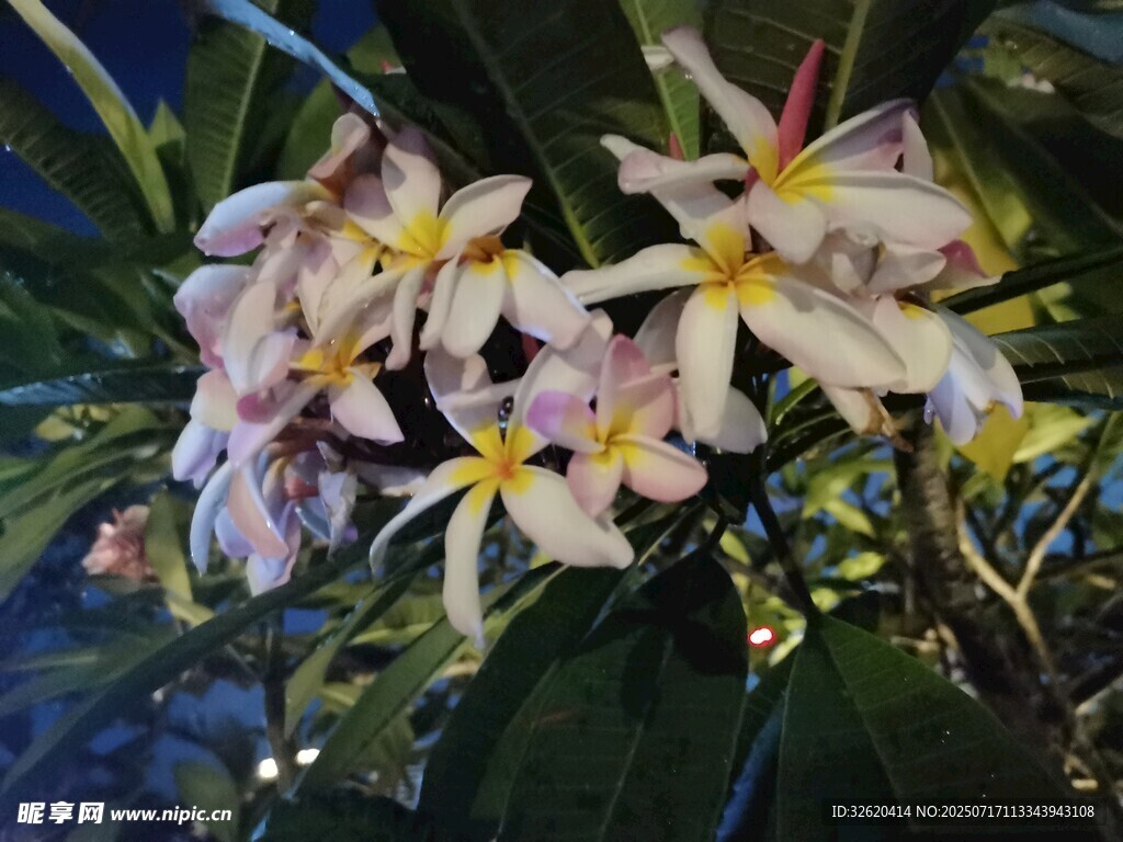 美丽绽放的鸡蛋花