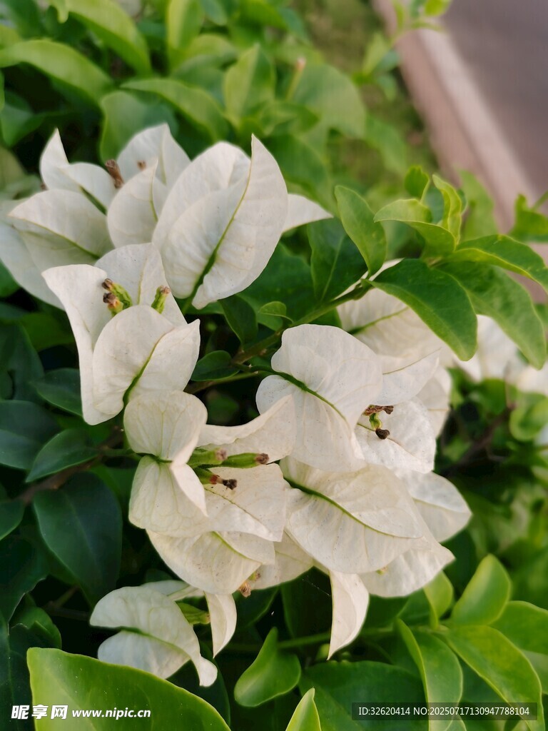 三角梅
