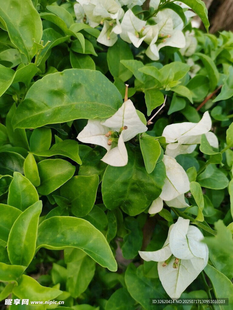 三角梅