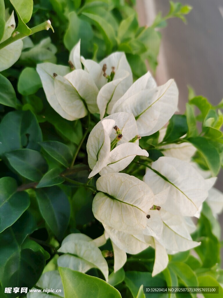 三角梅