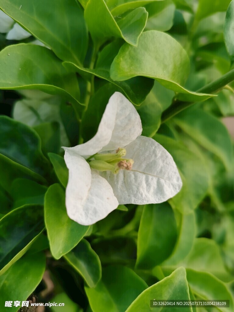 三角梅